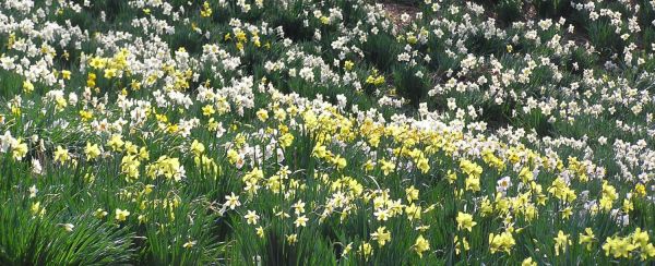 Daffodil Gardens