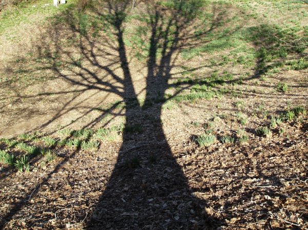 Shadow of a tree as the first Spring flowers bloom