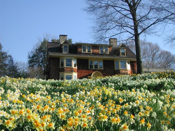 Wisner House in front of a field of daffodils