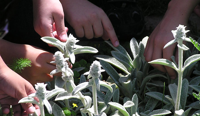 Children touching the leaves of plants as part of our Hands to Nature program