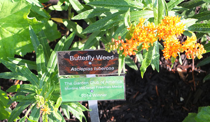 Butterfly Weed with a Freeman Medal sign