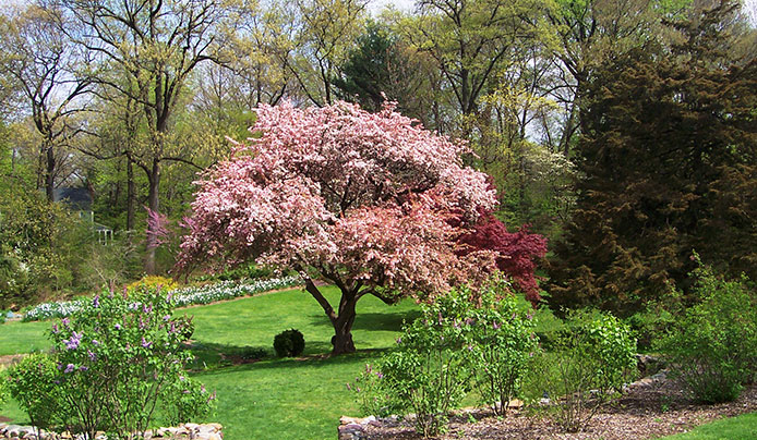 A pink flowering tree in crabapple gardens