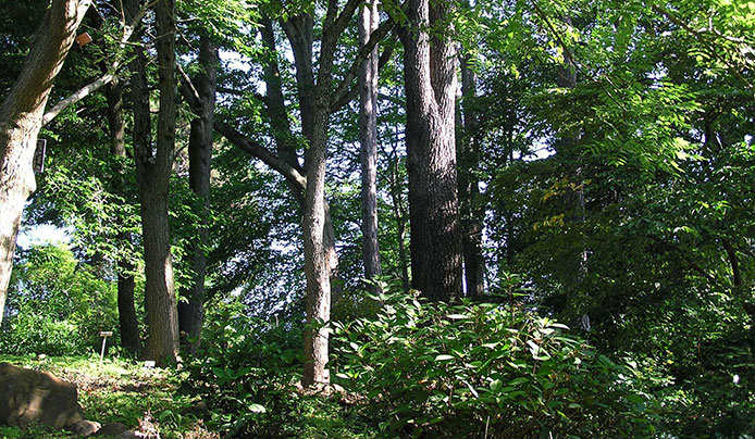 A trail through the woodlands with large wildflowers