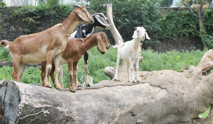 Goats standing on top of a fallen log