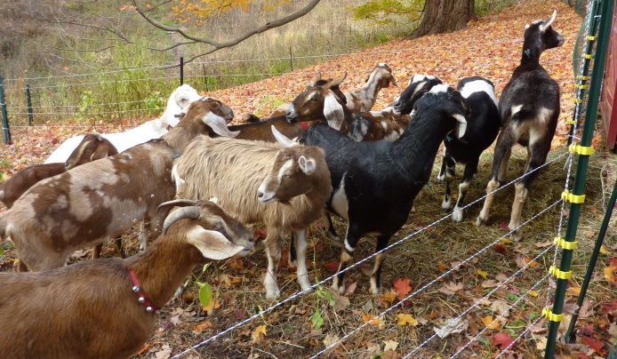 Multi-colored goats in their pen