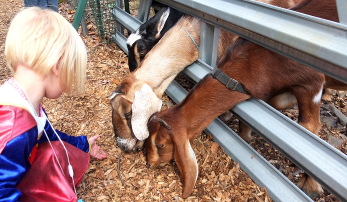 Children feeding goats