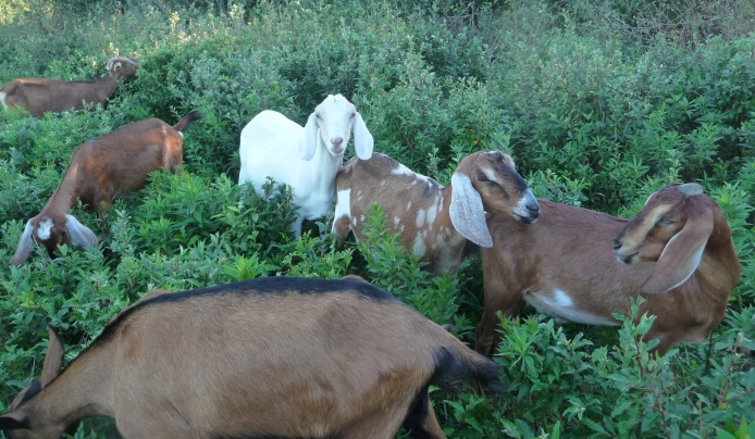 Goats wandering in the grass