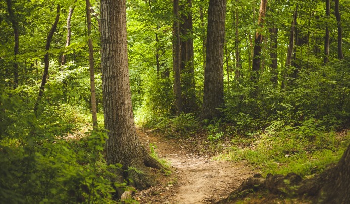 A forest path, perfect for relaxation