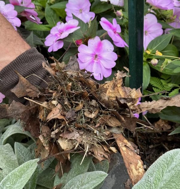 Pink flowers grown in mulch