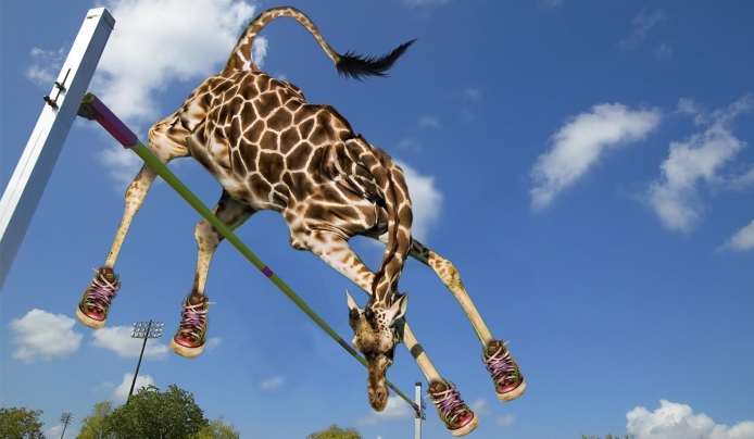 A giraffe high jumping over a bar