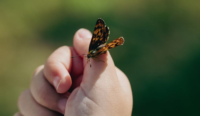 Child's hand with a butterfly