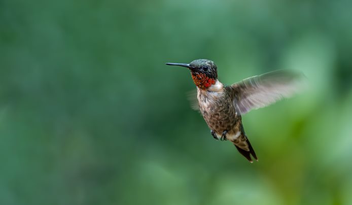 Close-up hummingbird flying