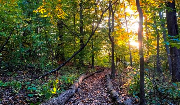 Woodland trail through the forest