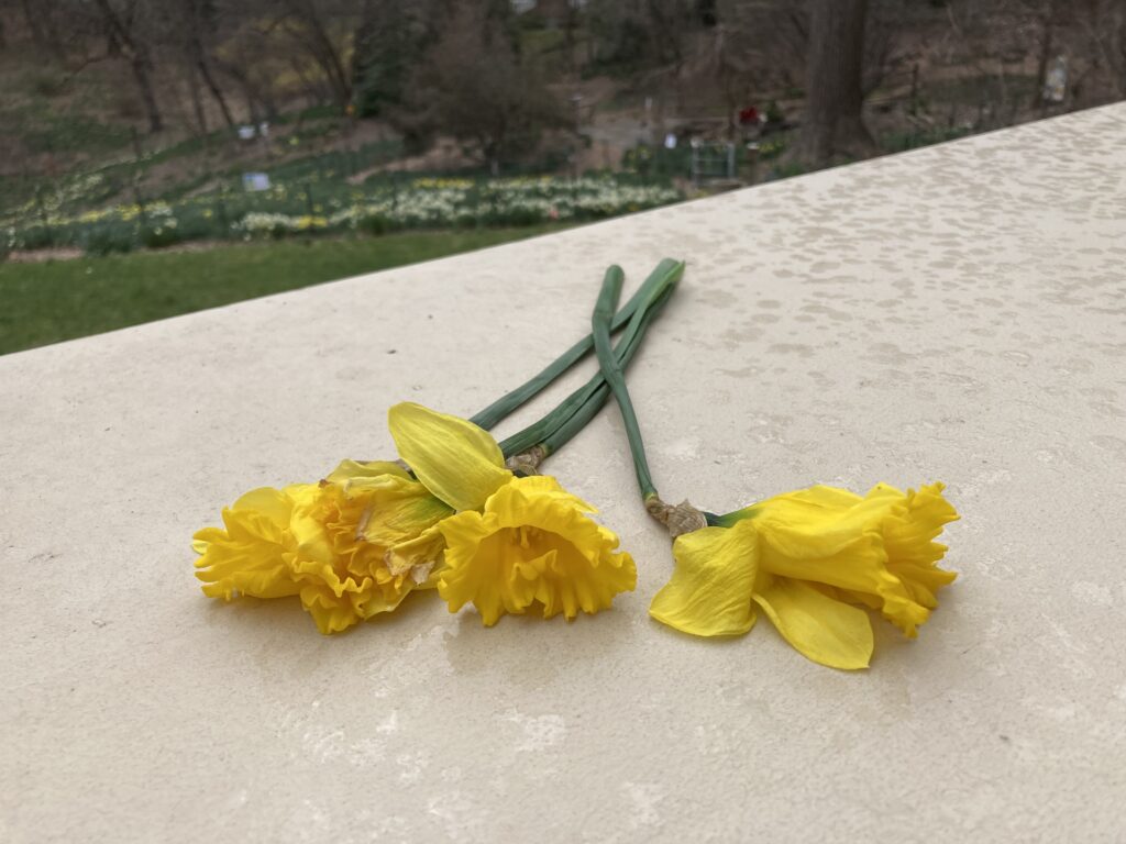 Daffodil flowers that have been pulled out of the ground