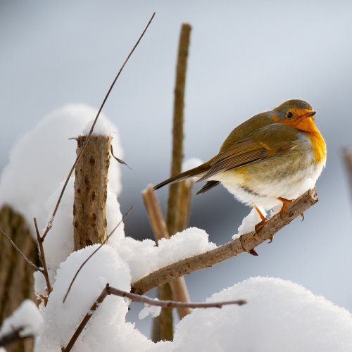 robin, winter, mini camp reeves-reed arboretum