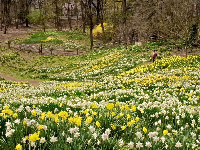 daffodils yellow and white