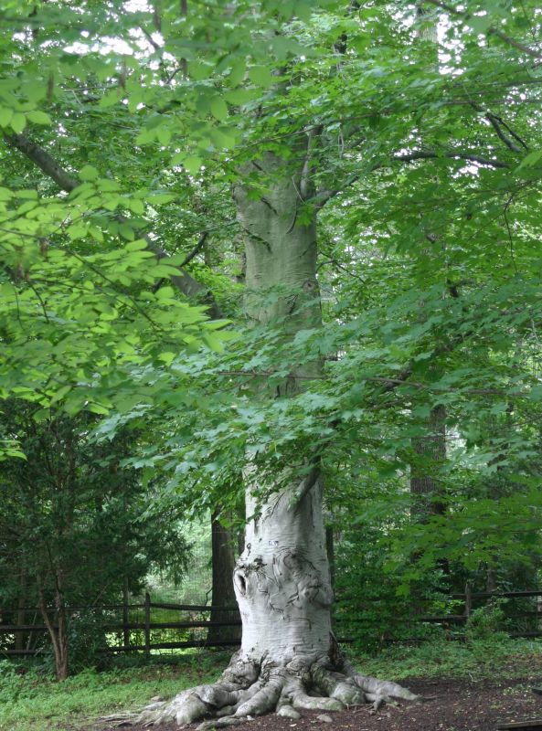 Elephant Tree