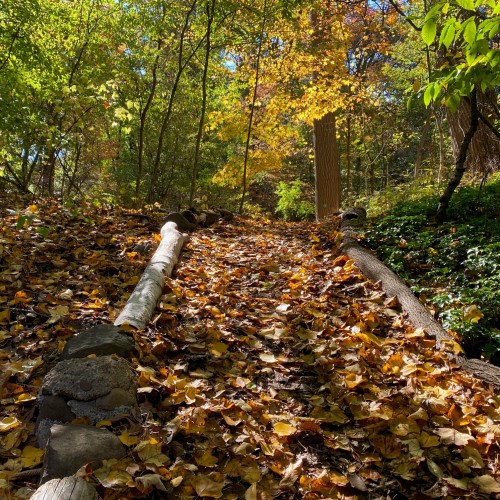 leaves trees