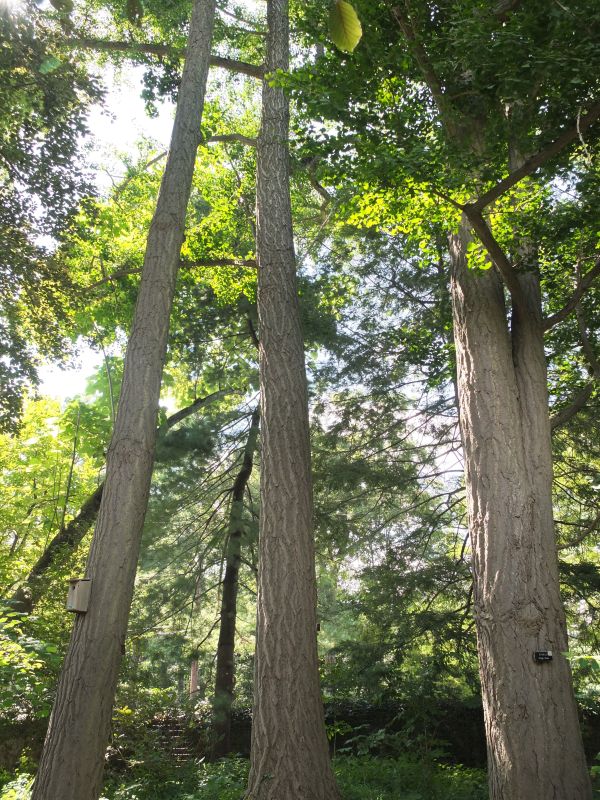 Ginkgo Biloba Tree in a large nature grove