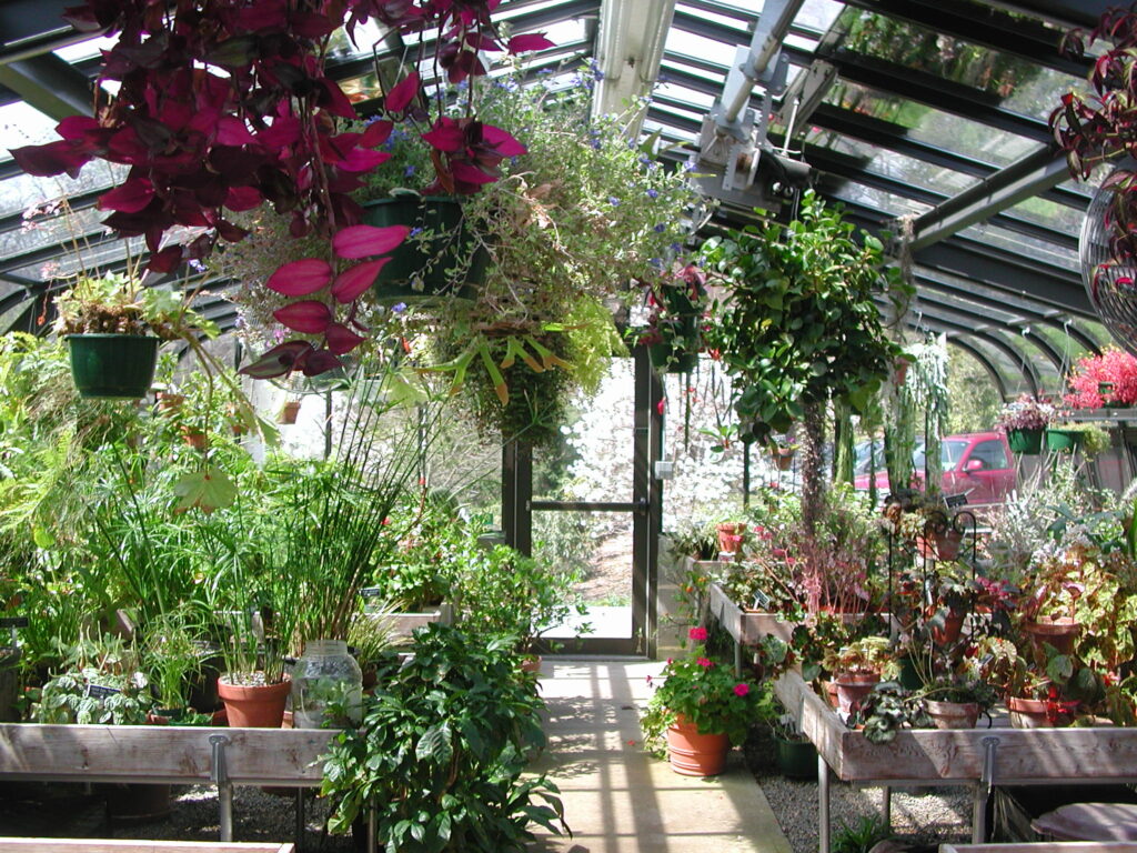 plants, flowers, greenhouse