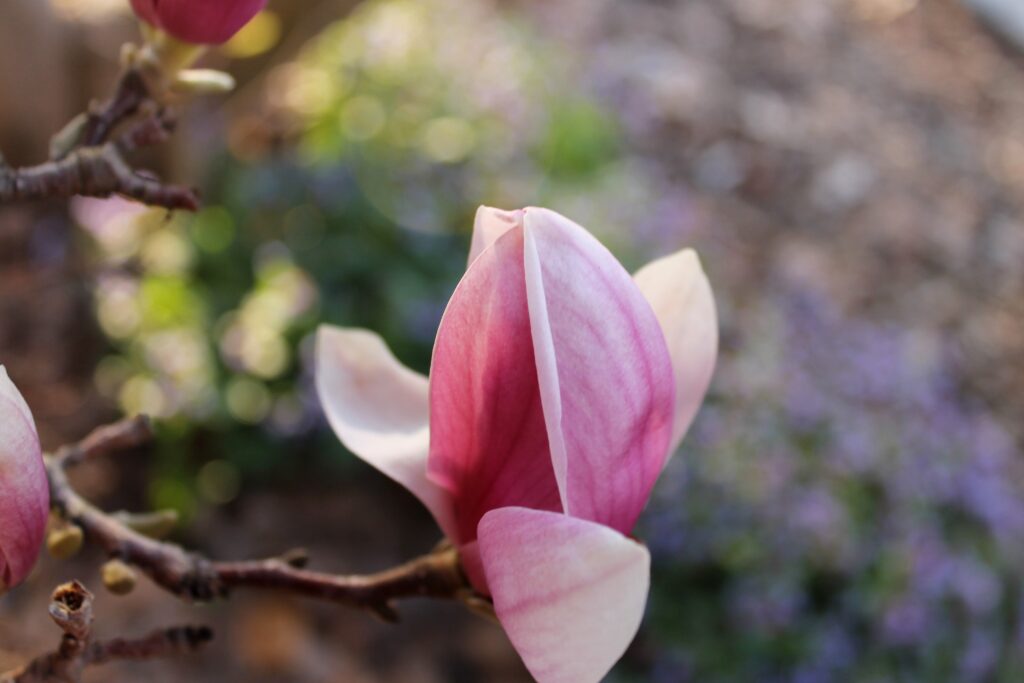 magnolia flower