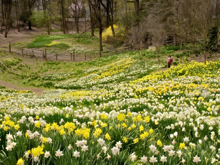 A field of yellow and white daffodils