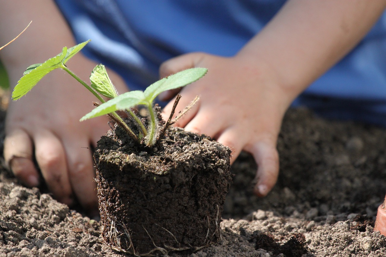 fingers , soil, plant