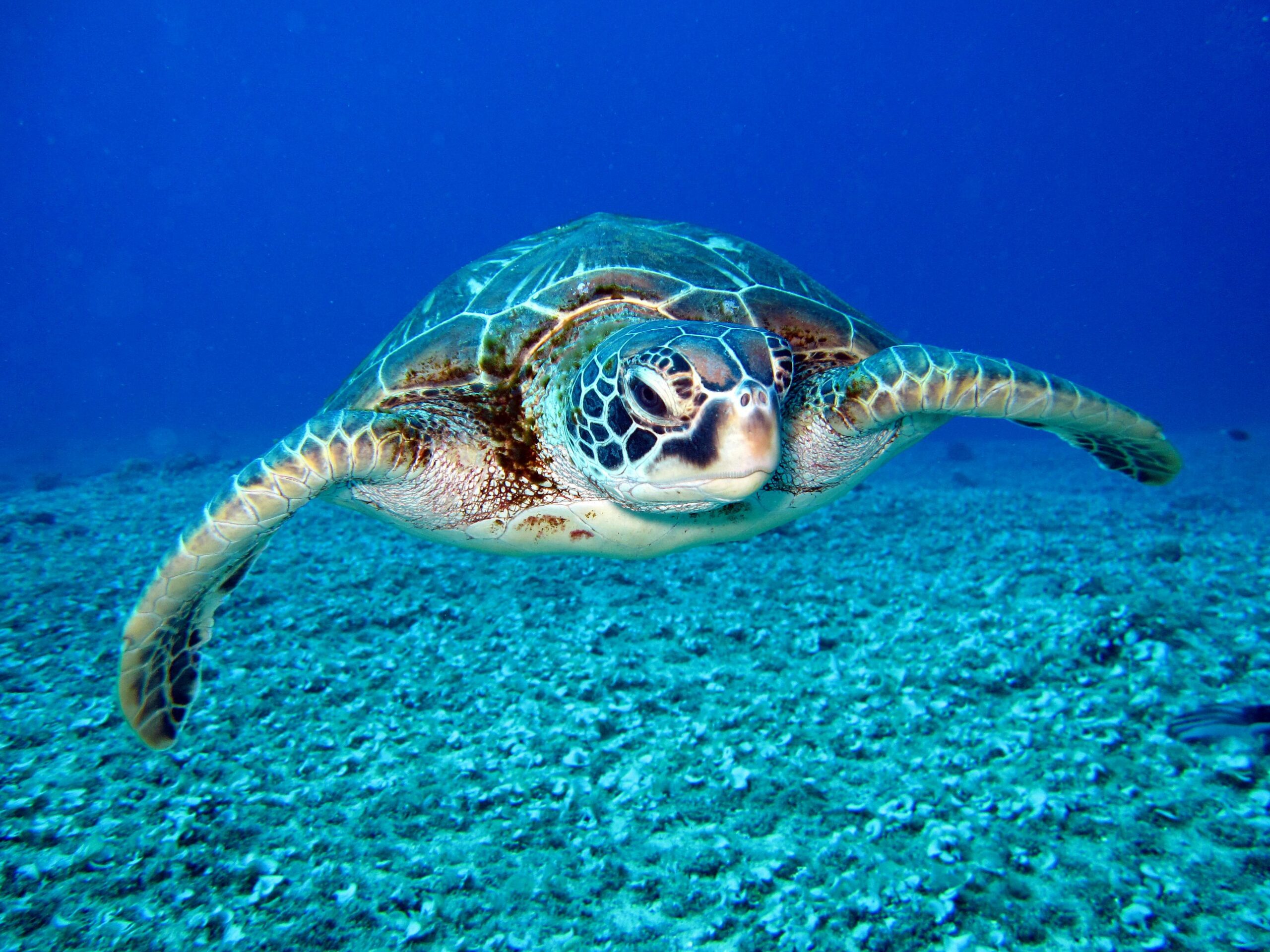 sea turtle ocean