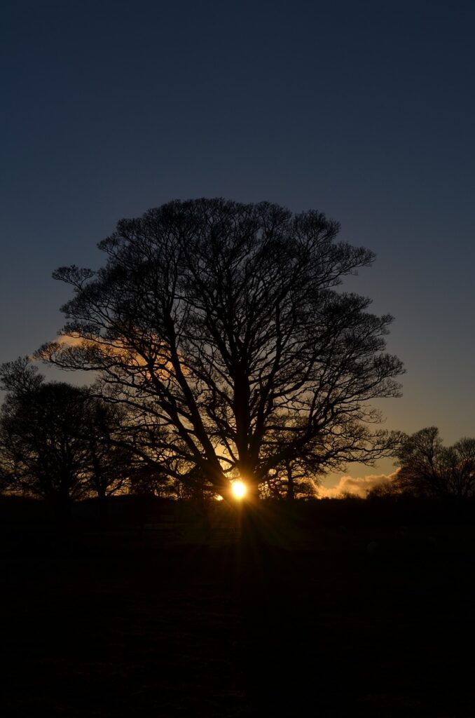 dark, tree