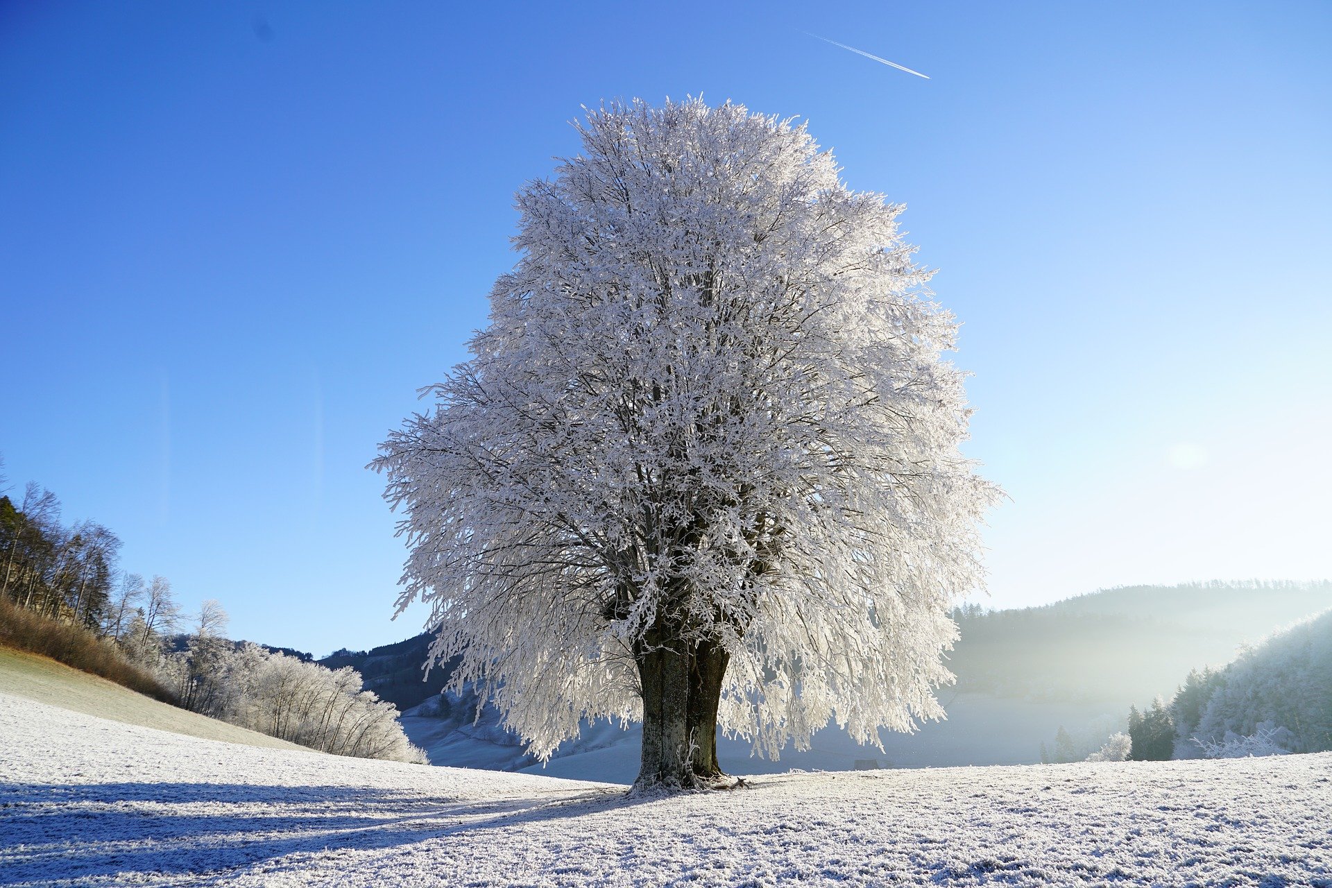 tree, snow