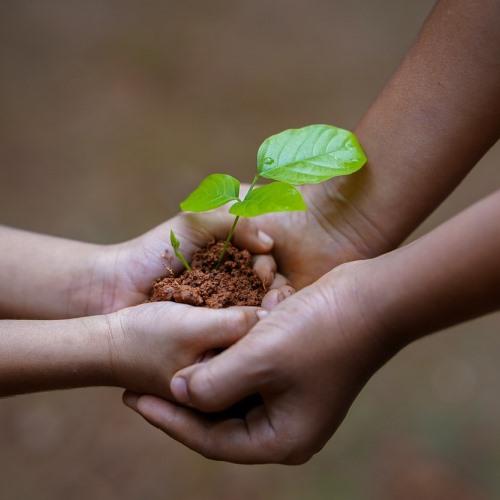 hands plant