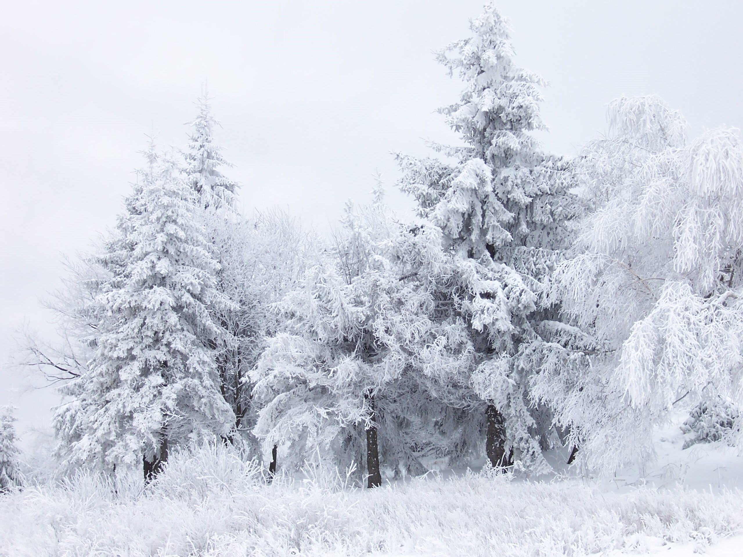 trees, snow