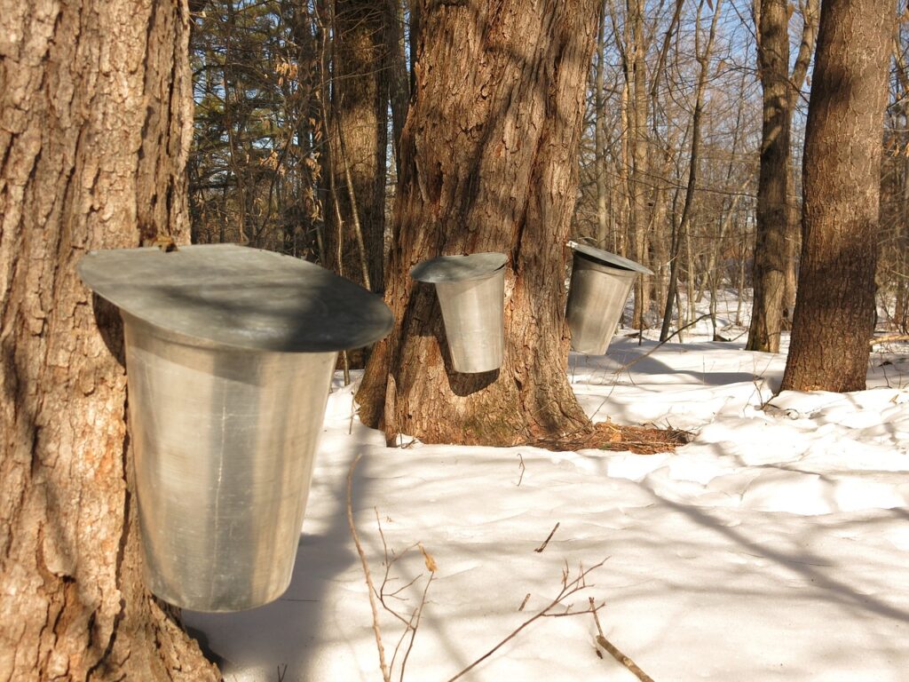 bucket trees