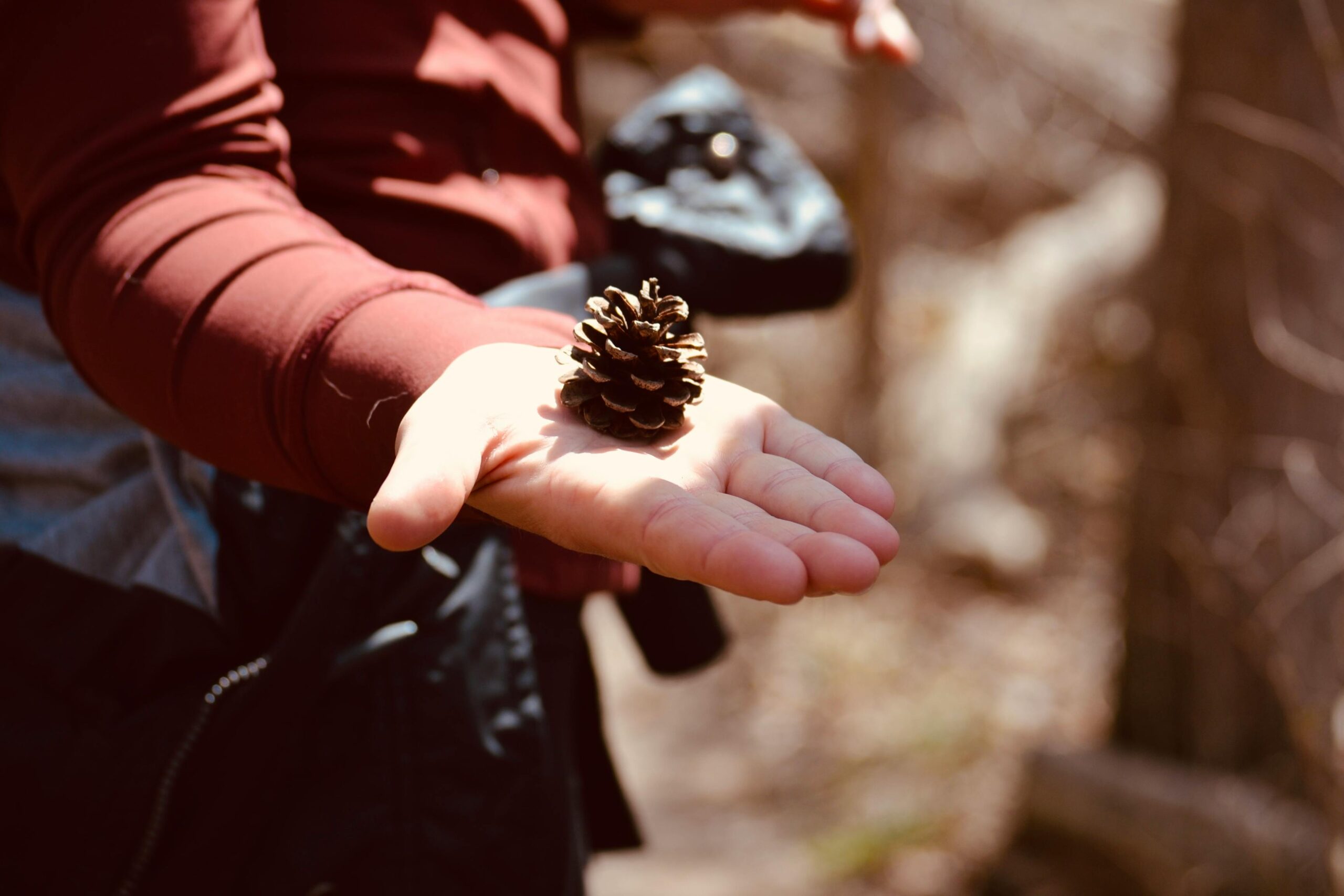 pine cone child's hand