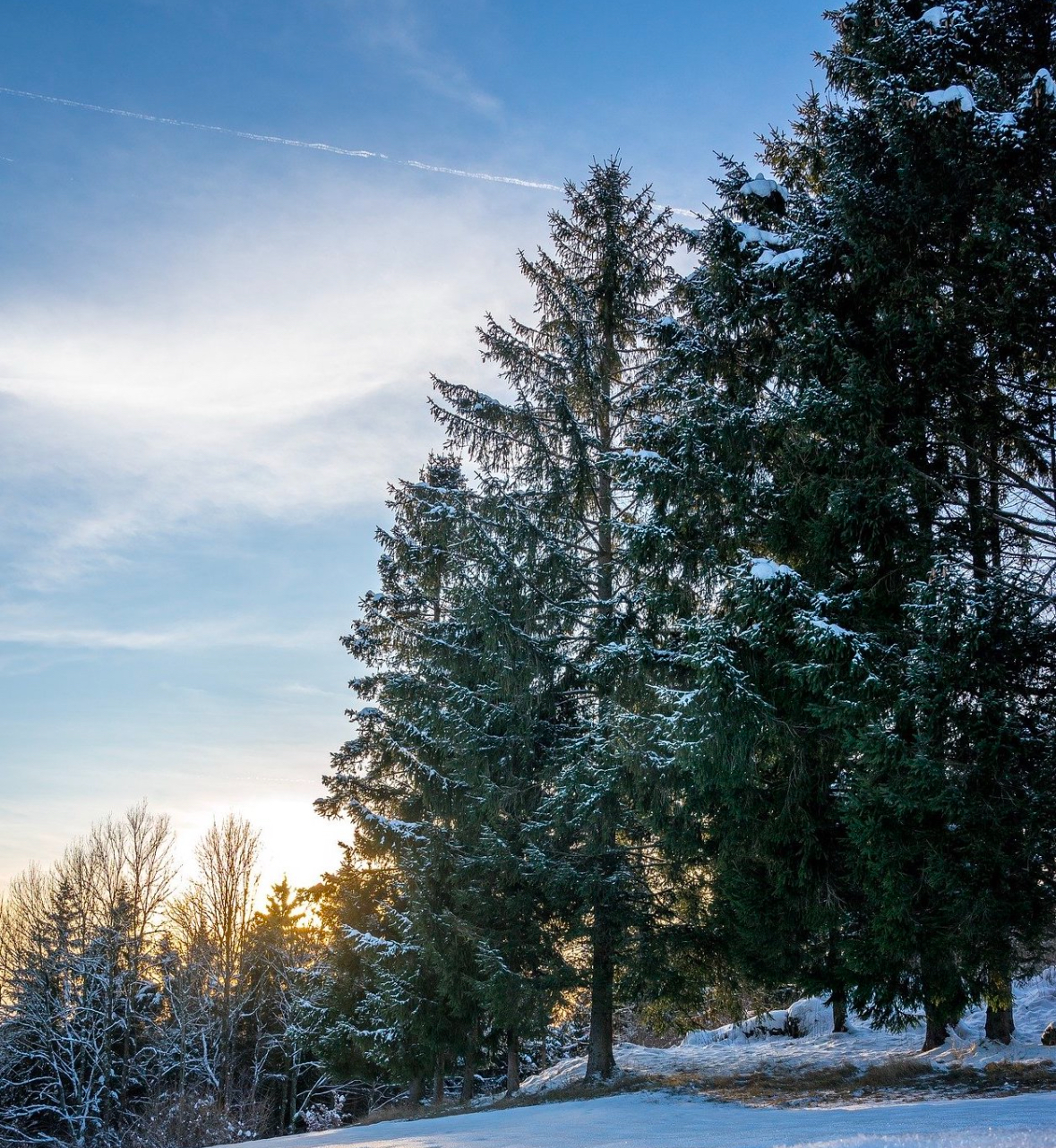 trees snow