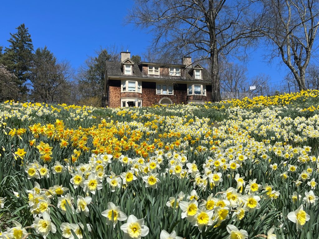 daffodils house