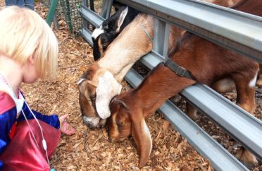 Children feeding goats